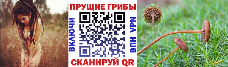 Галлюциногенные грибы MAGIC MUSHROOMS  нарко площадка официальный сайт  Абаза  где купить наркоту 